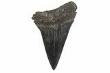 Fossil Mako Shark Tooth - Georgia #75052-1